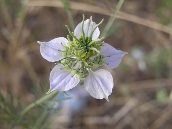 Nigella arvensis / Damigella campestre
